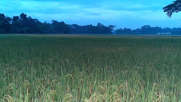  Bumper Aman paddy production likely in Kishoreganj