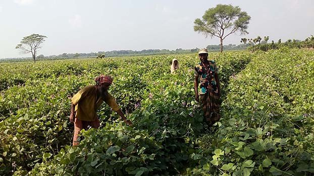 Bumper bean production makes villagers happy