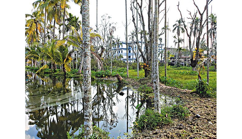 Kishoreganj Horticulture Center faces trouble
