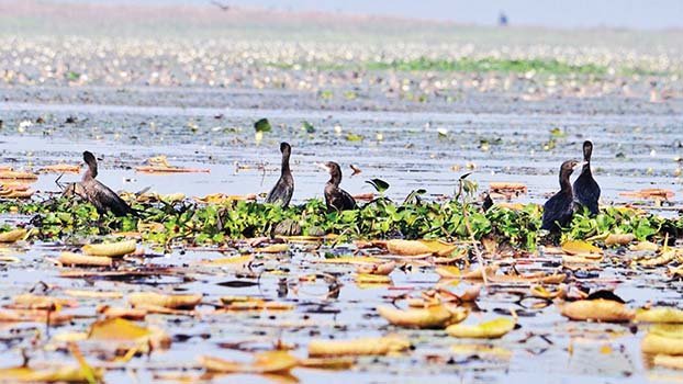 Baikka Beel buzzes with migratory birds