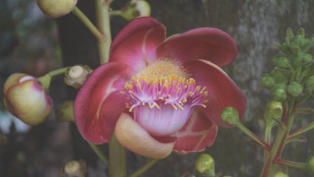 Rare Nagalingam trees draw huge crowd