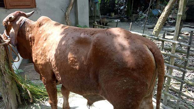 Farmers apprehend cow diseases in Chauadanga