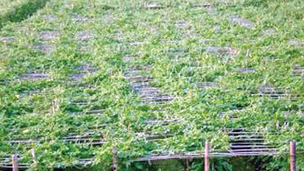 Jashore farmers busy with winter vegetable cultivation