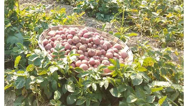 Extensive plan to cultivate potato in Kishoreganj     