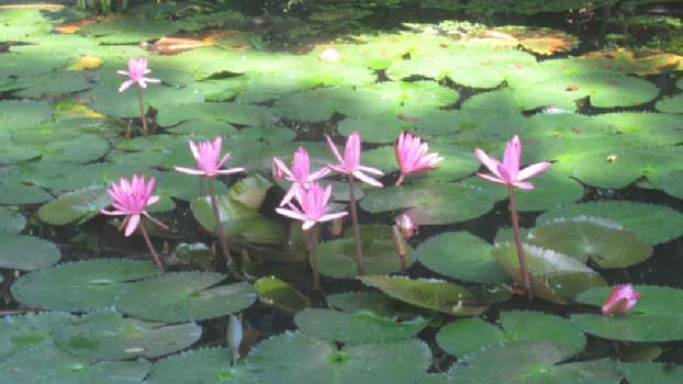 Eye-catching lily flowers disappear from Jhenidah water bodies