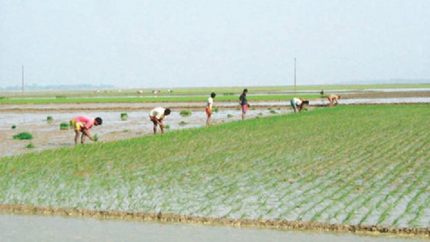 Boro cultivation begins in Kishoreganj