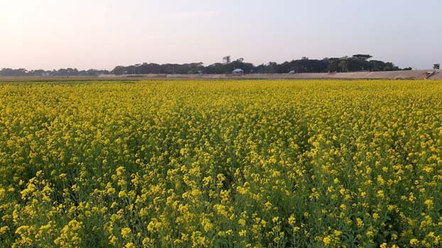 Farmers expect bumper mustard production