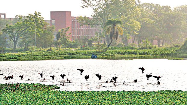 RU buzzes with  migratory birds’ chirping