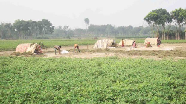 Ground nut farmers guard  fields at night to prevent theft