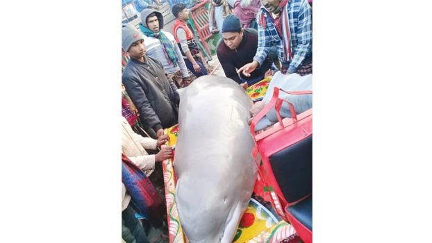 4,000-kg dolphin caught at Bera fisherman’s net