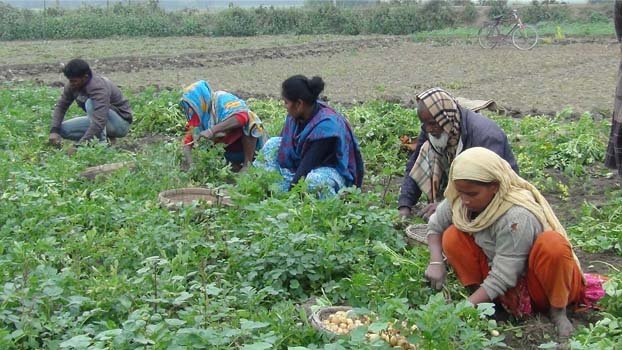 Thakurgaon potato farmers want  optimum price to avert losses 