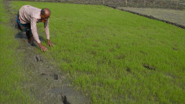 Jhenidah farmers to produce 3.8 lakh tonnes Boro 