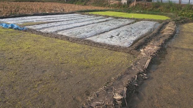 Dense fog, bitter cold hit Boro seedbeds in Thakurgaon