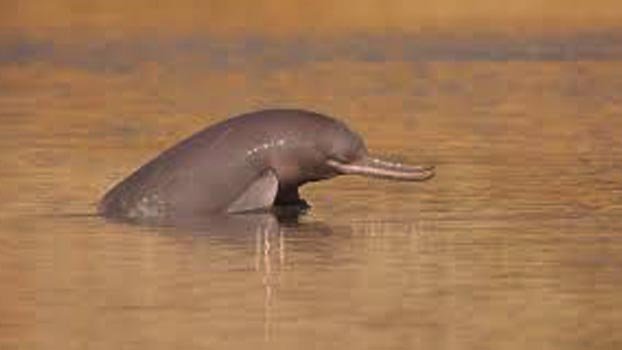 Ganges Dolphins dwindle drastically 