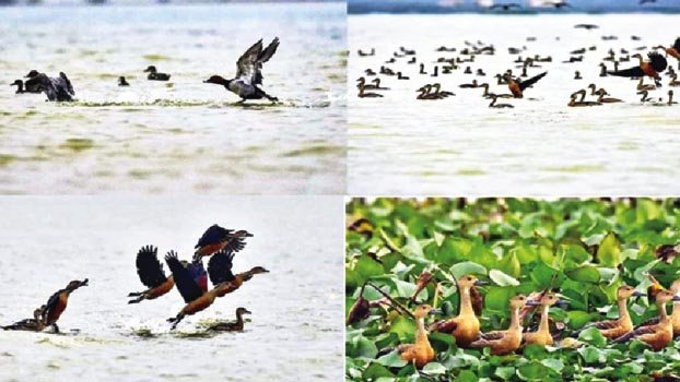 Joboi Beel now abuzz with guest birds
