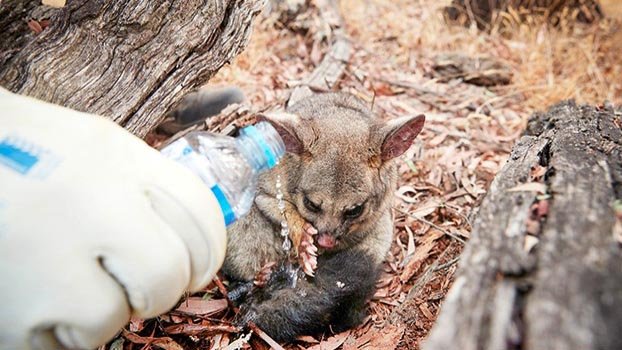 Australia fires ‘devastating habitats’ of endangered species