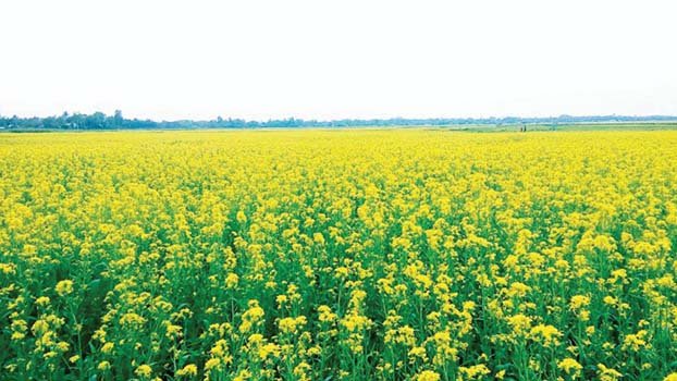 Chalan Beel brimming with yellow flowers