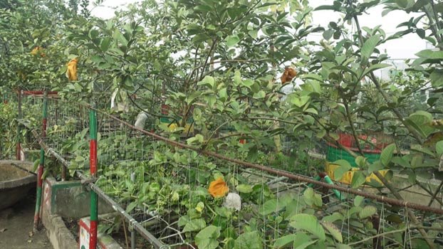 Gardening beautifies Kishoreganj school