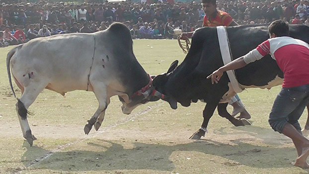 Traditional bull fight held at Sultan Mela