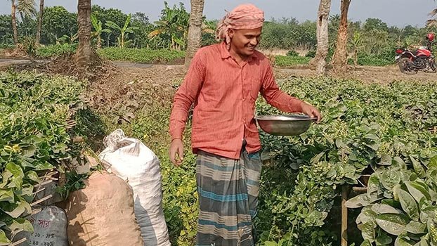 Basil leaf harvest makes farmers gainful in Jhenidah