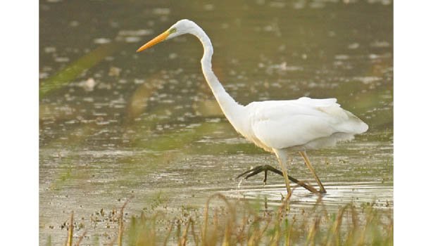 White egret  becomes rare beside water bodies