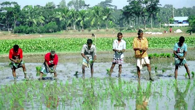 Boro cultivation Begins in Jashore region