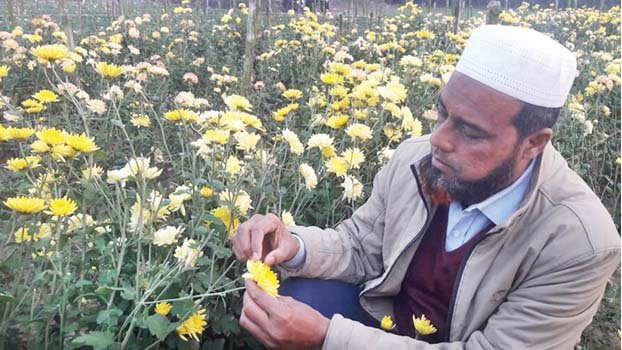 Success in Zerbera farming