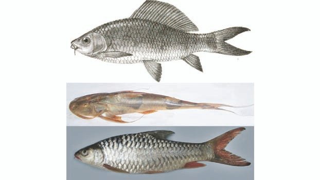 One-fourth freshwater  fish species face extinction