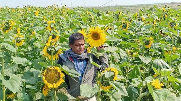 Sunflower farming opens new possibilities in Kishoreganj