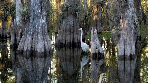 Why we must save endangered wetlands