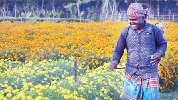 Jhenidah farmers expect Tk 2cr from flower marking Valentine’s Day