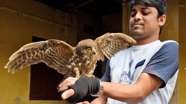 Rare brown-hawk owl rescued in Bogura