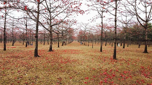 Tourists throng ‘Shimul Bagan’ in Sunamganj