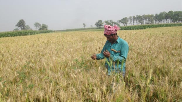 Pest infestation may affect wheat yield in Jhenidah