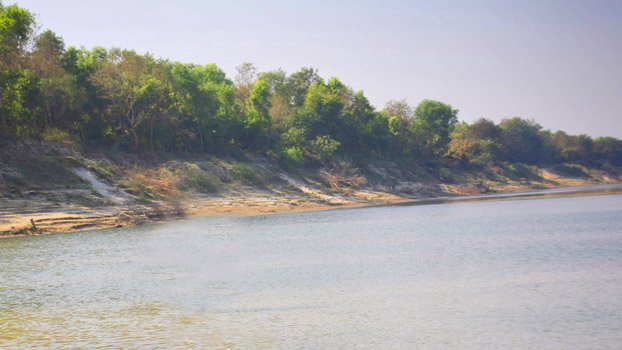 ‘Social Forestry’ trees being plundered