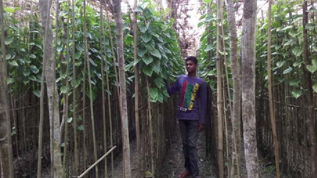 Betel leaf farming now boon for unemployed youths, students