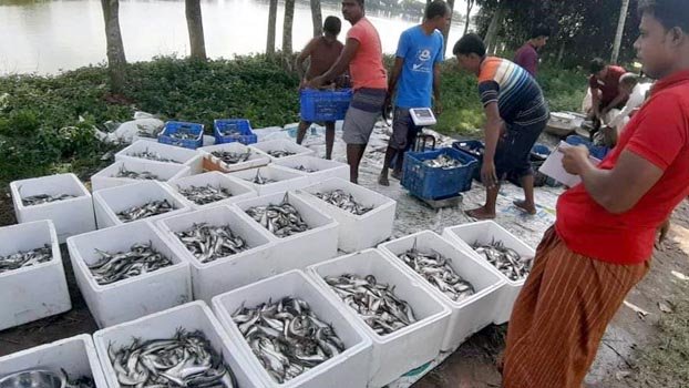 Moheshpur Pabda goes to India