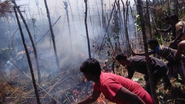 Betel leaf on 10 bighas land burnt in Kaliganj village