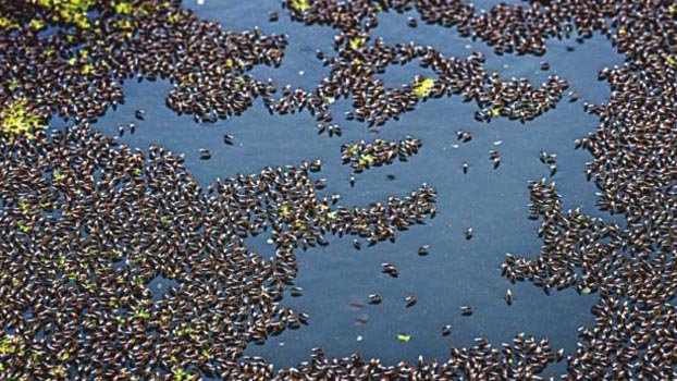 ‘Dirt and mosquito menace in city’