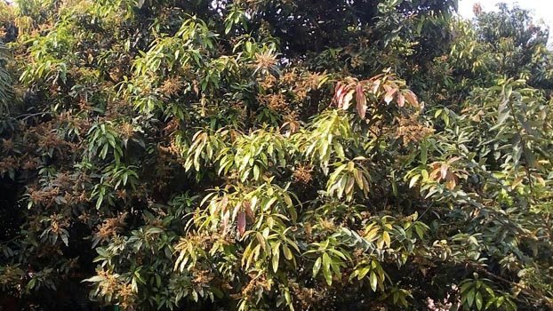 Bumper mango production expected in Chuadanga