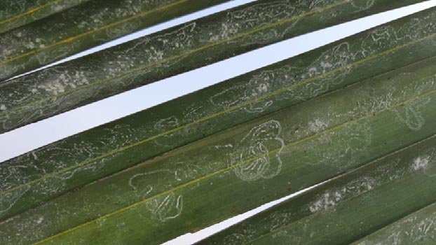 Pest, virus attack on coconut worries Jhenaidah farmers