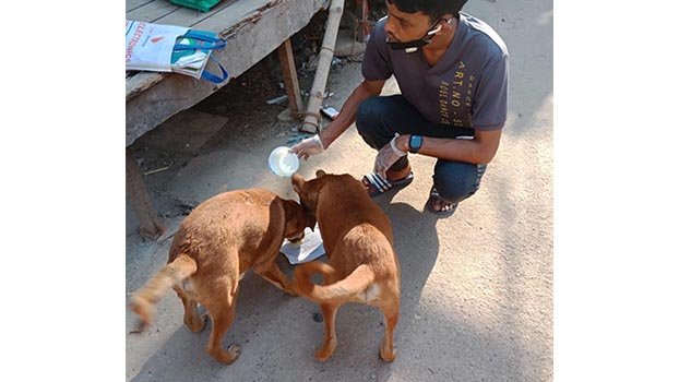 City dogs, cats starving