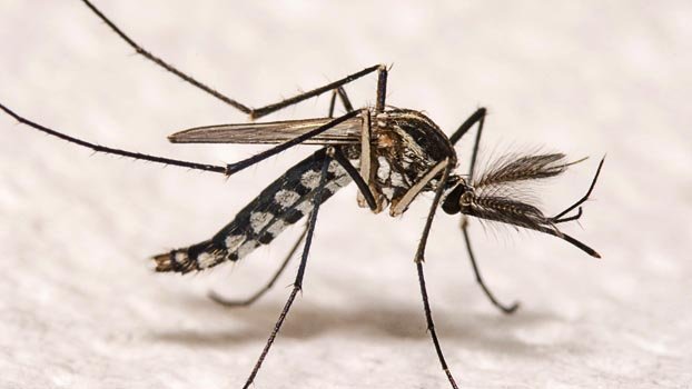 No dengue preparation yet in Rajshahi