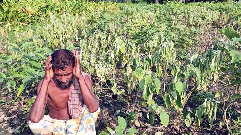 Vegetable farmers in despair for coronavirus