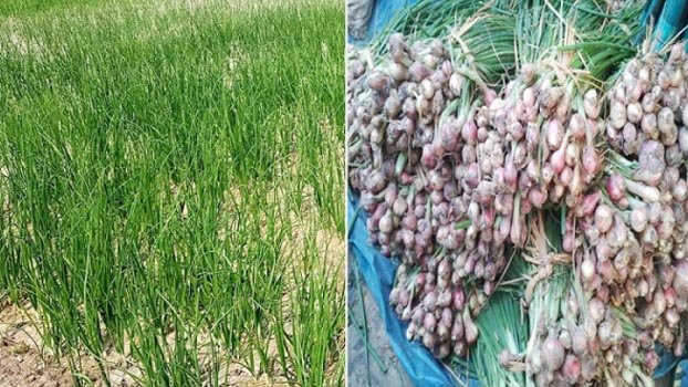 Bumper onion production achieved in Chuadanga