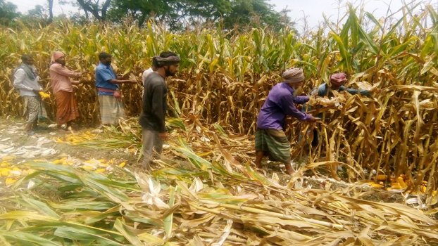 Farmers eye bumper maize  production in Chuadanga