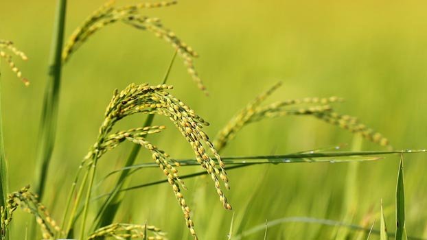 Farm labourers from ‘char’ villages rushing to harvest paddy
