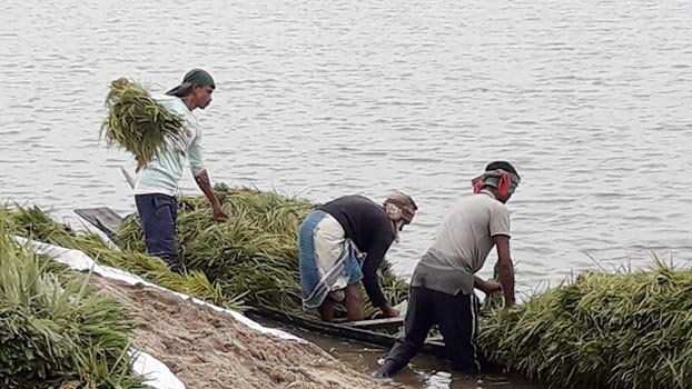 Water logging hits harvest of Boro paddy in Kharchar Haor