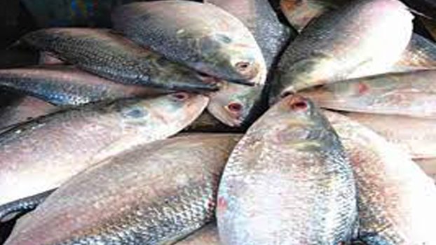 Hilsa production likely to increase