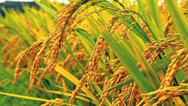 Flash flood likely in northeast region